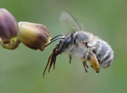 Anthophora sp.
